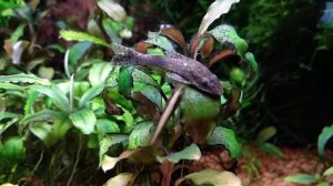 Отоцинклюс Негрос