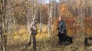 Дрессировка ЗКС собака для охраны
