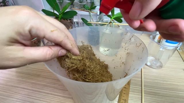 замочил орхидею на 2 часа чтобы уместить воздушные корни орхидеи в горшок смотреть онлайн