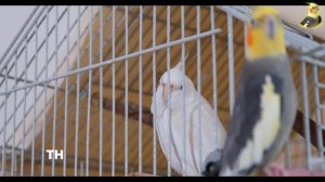 PARROT TRAINING SONGS EVER-Whistle Training-Teach Your Bird-Cockatiel Singing-Budgie