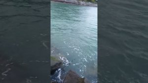 ловля спиннингом с берега на черном море.