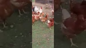 Что бы куры неслись каждый день и не зажирели