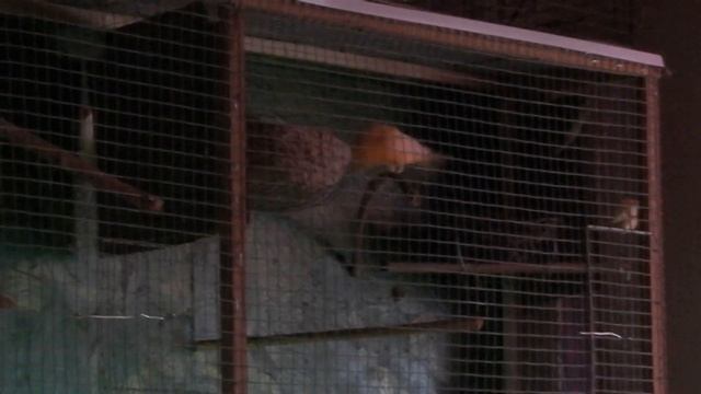 Певчие птицы.Канарейка,Чижи и щегол.Садок.Гнезда.Подготовка к выводку.Часть 4 смотреть онлайн