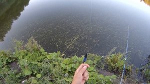 Рыбалка с ночевкой на пруду.Как я спал в Весте. Хутор Домнино, Белгородская область.
