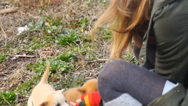 Cute & Affectionate Korean Puppies playing in Jinsari, Anseong, Korea смотреть онлайн