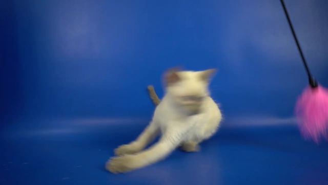 Тайский котик Locky Gamlet, блю-пойнт, 2,5 месяца, https://www.thaigamlet.ru/ смотреть онлайн