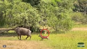 Львы против Гиен Снятые на Камеру