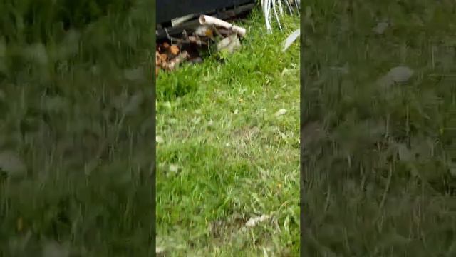 Моя дача🥰🥰🥰🥰🥰🥰Посадила цветы! смотреть онлайн