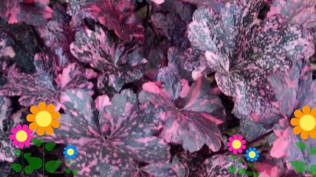 Гейхера гибридная Midnight rose. Краткий обзор, описание характеристик, где купить саженцы смотреть онлайн