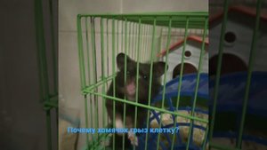 Хомячок грызёт прутья клетки.