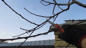 ОБРЕЗКА ПЕРСИКА. Подробный обзор обрезки  в 2018 и 2019годах оного дерева.