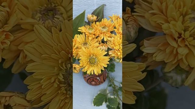 Садовая хризантема Осенний калейдоскоп. Черенки почтой WhatsApp  89186579881 растенияпочтой