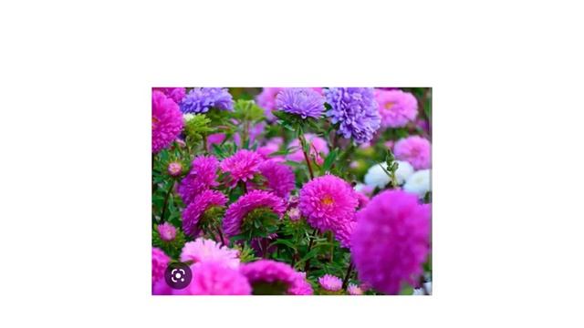 Карточки "Названия растений на клумбе". Плешаков А.А. Окружающий мир 1 класс смотреть онлайн