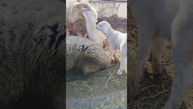 Красавчики наши 🤍🐑🤍 #любовь #животные #жизнь #моменты смотреть онлайн