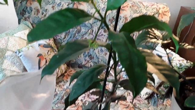 Комнатные цветы. смотреть онлайн