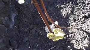 Виноград в первый год посадки. часть 2