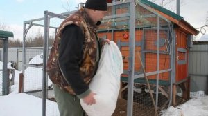 Куры не выходят на выгул, быстрое решение проблемы.