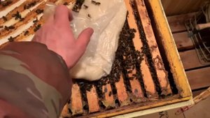 Кормление пчел канди.
