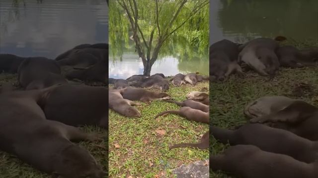 Все мы сейчас как эти сонные выдры