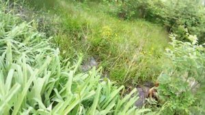 Метис питбуль & алабай, жарко!