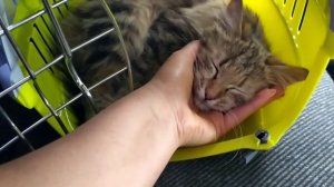 БЕЗДОМНАЯ КОШКА УЕХАЛА?