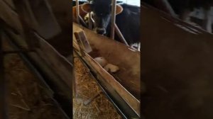 Откорм бычков ,как устроены поилки .