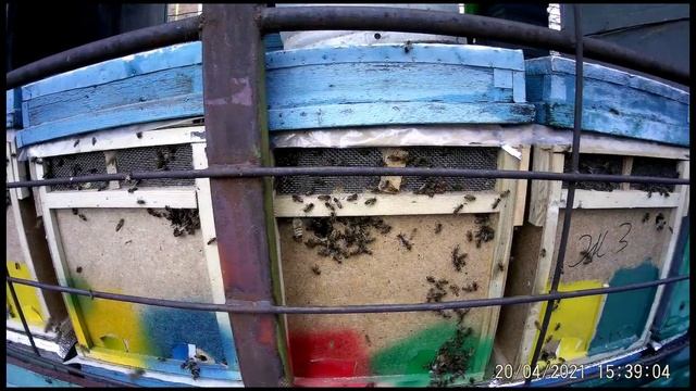 20.04.Пчелопакеты на дом.Уважуха организаторам современных методов в пчеловодстве.