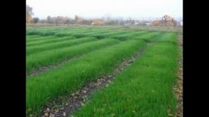 КАКИЕ СИДЕРАТЫ ПОД КАКИЕ ОВОЩИ НАДО СЕЯТЬ ОСЕНЬЮ .СИДЕРАТЫ от кислотности почвы от вредителей