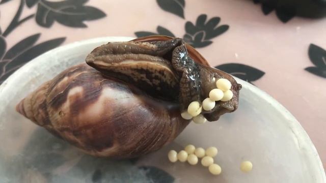 267. Улитка Ахатина откладывает яйца. Слабонервным не смотреть! смотреть онлайн