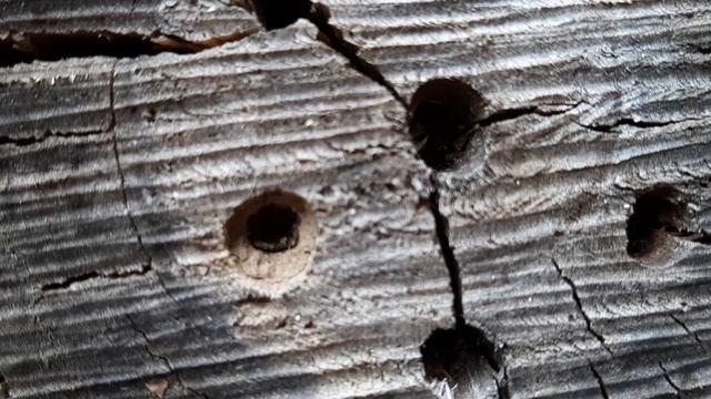 Одиночные пчелы опылители закупорились в саду питомнике до весны.Осмии? смотреть онлайн