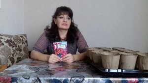 ЦИНЕРАРИЯ ГИБРИДНАЯ -МОИ ПЕРВЫЕ ВСХОДЫ. ОБЗОР.