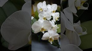 Сого Юкидан (Орхидеи Обнинск)