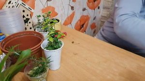 Красавица гортензия Сбежавшая невеста решила зацвести) Пересадка черенков гортензии))