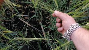яровой ячмень по трём Предшественникам