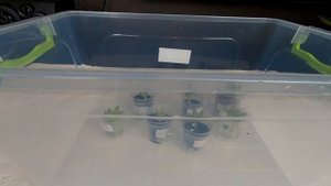 Глоксиния. Обильное цветение. Размножение цветоносами.