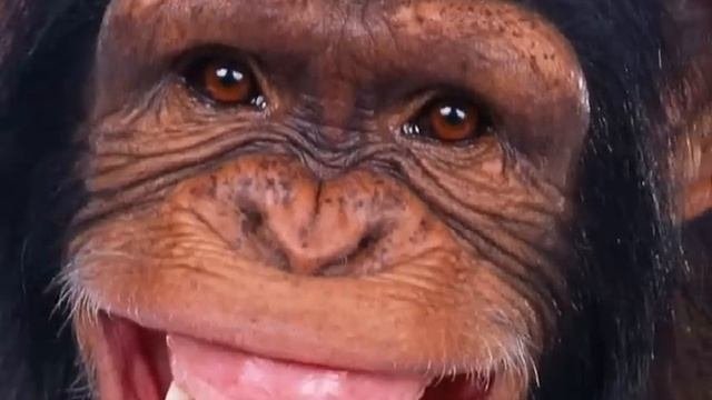 Поздравление / пожелания ДРУГУ от TeleSmile)