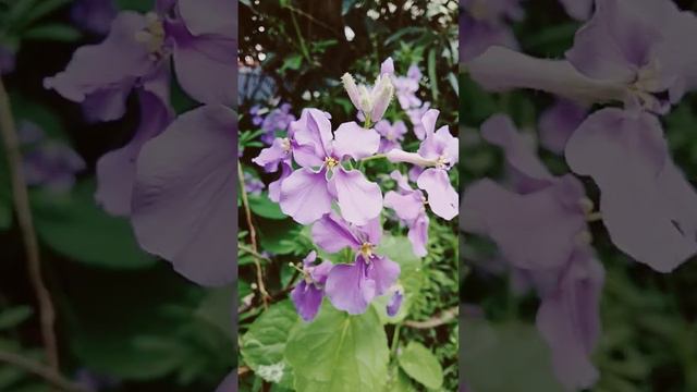 Orychophragmus#plant #japan #beautiful #flowers