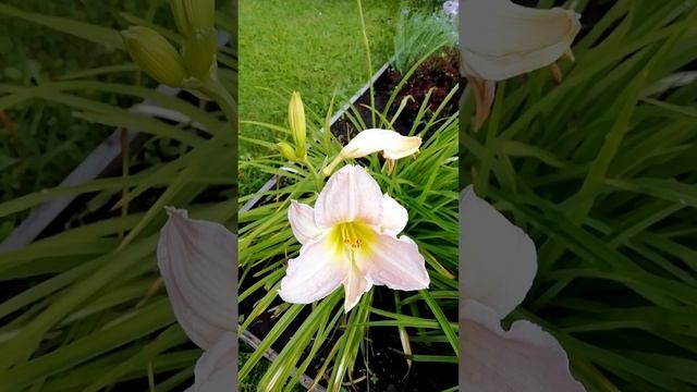 Лилейник Кэтрин Вудбери.? (Hemerocallis 'Catherine Woodbery').