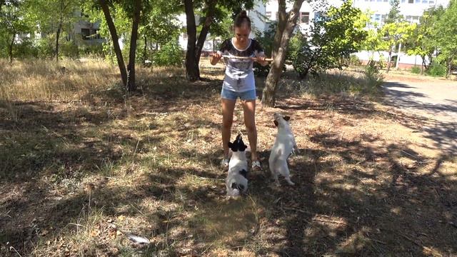 Джек - рассел терьеры обожают силовые упражнения. Позитивчик. смотреть онлайн