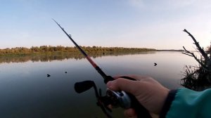 Ловля судака на силикон с берега. Приманка KEITECH!!! Рыбалка в сентябре Дон 2022г.