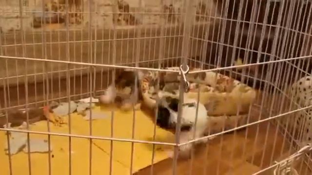 Щенки бивер йорков. Москва. Питомник"Златоглавый талисман"