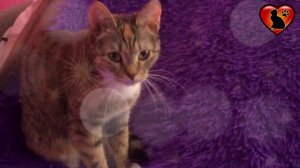 Почему Кошка Смотрит На Вас Пристальным Взглядом?