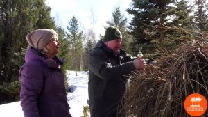 Обрезка растений с плакучими кронами: Лиственница Кемпфера «Стифф Випер».
