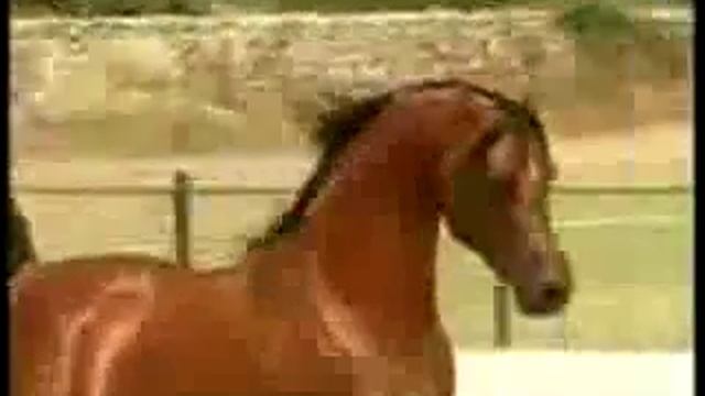 Не лошадь, а сказка! Красота! смотреть онлайн