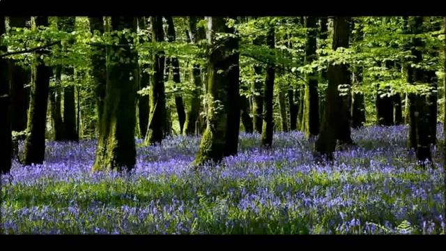 Заказать имперский амулет на удачу и богатство смотреть онлайн