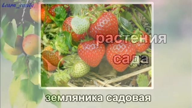 Растения сада. Окружающий мир