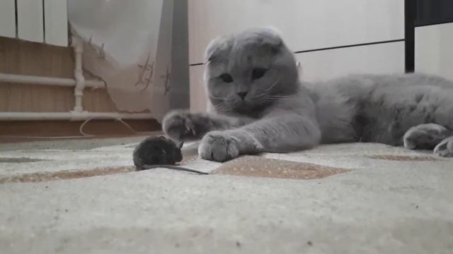 Охотник😎 смотреть онлайн