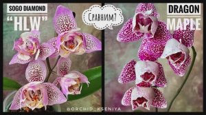 Phal. Dragon Maple peloric 💗 & Phal. Sogo Diamond ‘HLW’ 3-lips💖 Обзор и сравнение азиатских сортов