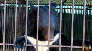 В Приморье на грани гибели оказались несколько больших гималайских медведей