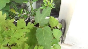 Инжир (фикус карика, фига) - из семян и черенков